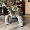 Opgezette Seychellenreuzenschildpad (Aldabra schildpad)