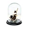 Glass dome with beetles (3)
