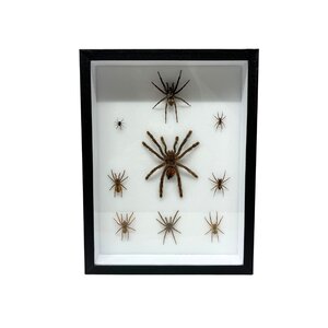 Insectendoos Spinnen (B)