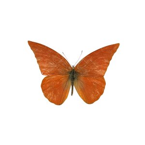 Appias nero