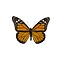 Danaus plexippus sp. - monarchvlinder (oranje)