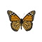 Danaus plexippus sp. Monarchvlinder - achterkant
