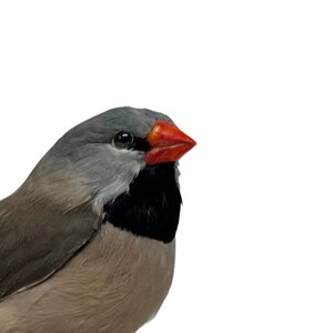Opgezette Spitsstaartamadine