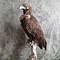 Mounted Cinereous vulture