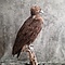 Mounted Cinereous vulture