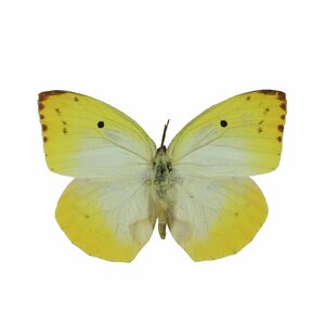 Catopsilia Thauruma