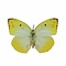 Catopsilia Thauruma