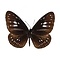 Euploea Algea Horsfieldii
