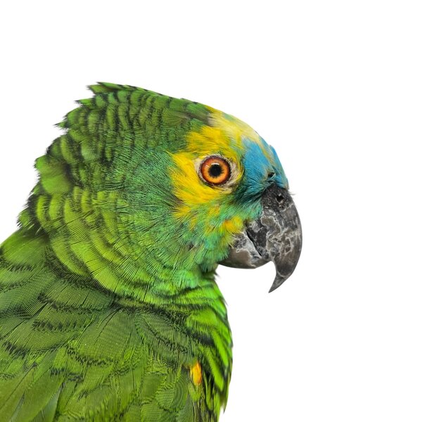 Mounted turquoise-fronted Amazon