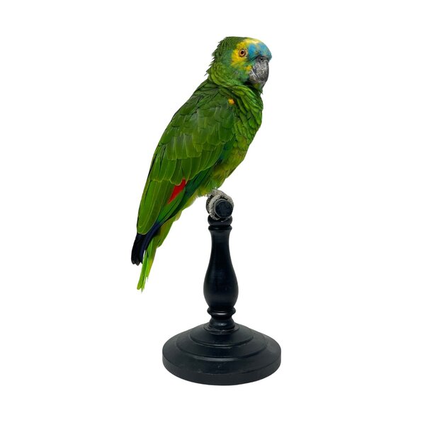 Mounted turquoise-fronted Amazon