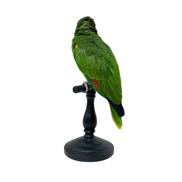 Mounted turquoise-fronted Amazon