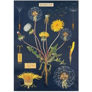 Schoolplaat - Paardenbloemen
