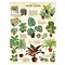 School poster - Houseplants