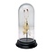 Bat skeleton in glass dome