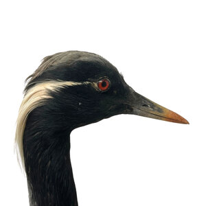 Opgezette jufferkraanvogel