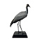 Mounted demoiselle crane