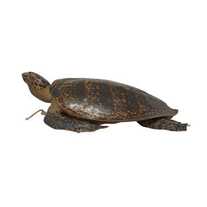 Antieke opgezette Karetschildpad