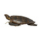 Antieke opgezette Karetschildpad