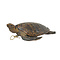 Antieke opgezette Karetschildpad