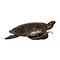 Antieke opgezette Karetschildpad