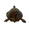 Antieke opgezette Karetschildpad