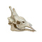 Giraffe Skull