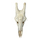 Giraffe Skull