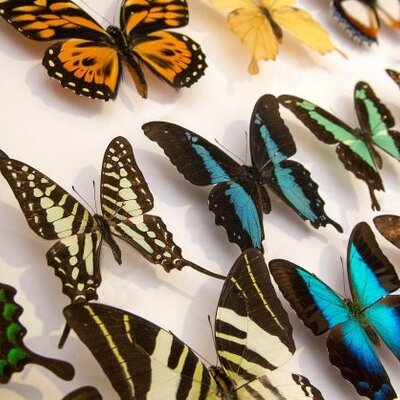 Butterfly farms