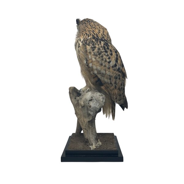Mounted eagle owl - Owl Taxidermy