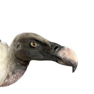 Mounted  Rüppell's vulture