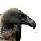 Mounted White-backed vulture