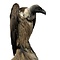 Mounted White-backed vulture
