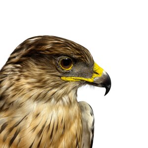 Opgezette Koningsbuizerd
