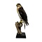 Opgezette Koningsbuizerd