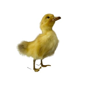 Opgezet geel eendje zonder plankje