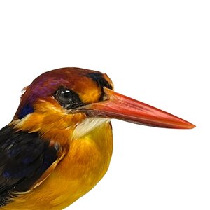 Mounted Black-backed dwarf kingfisher