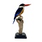 Mounted Black-capped Kingfisher