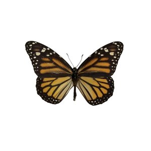 Danaus plexippus sp. - monarch butterfly (brown)