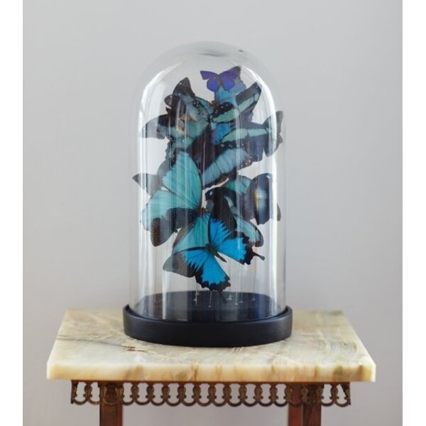 Morpho deidamia
