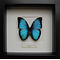 Morpho deidamia