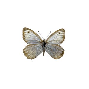 Argyrophorus aregenteus- bovenkant