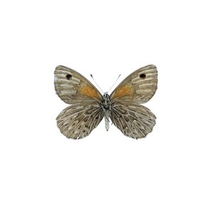 Argyrophorus aregenteus - unterseite