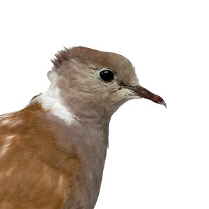 Mounted Barbary dove