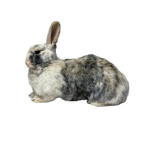 Mounted rabbit