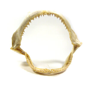 Shark jaws L