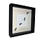Camponotus gigas trail in black frame 25x25cm