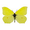 Gonepteryx farinosa - Bestoven citroenvlinder