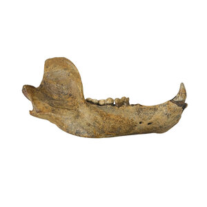 Fossil Cave bear jaw (A)