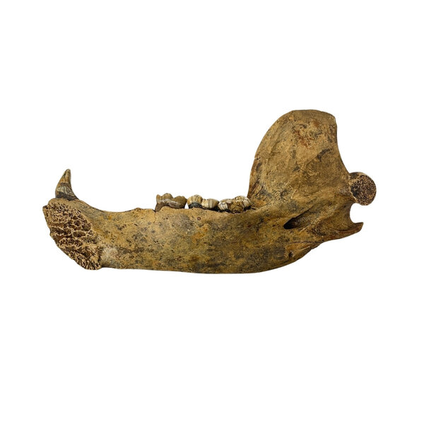 Fossiel Holenbeer kaak (A)