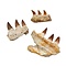 Mosasaurus jaw